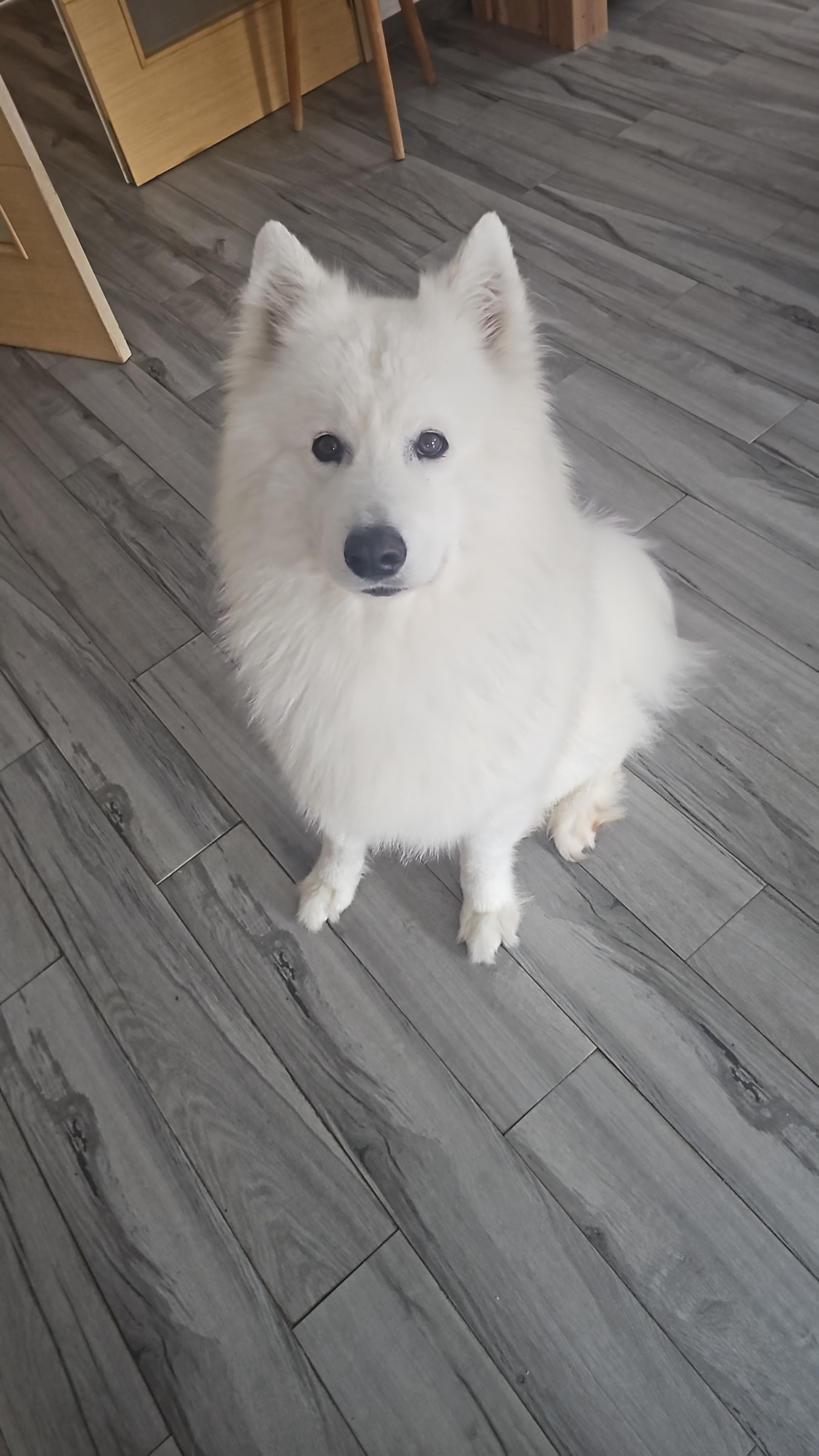 Kimbo