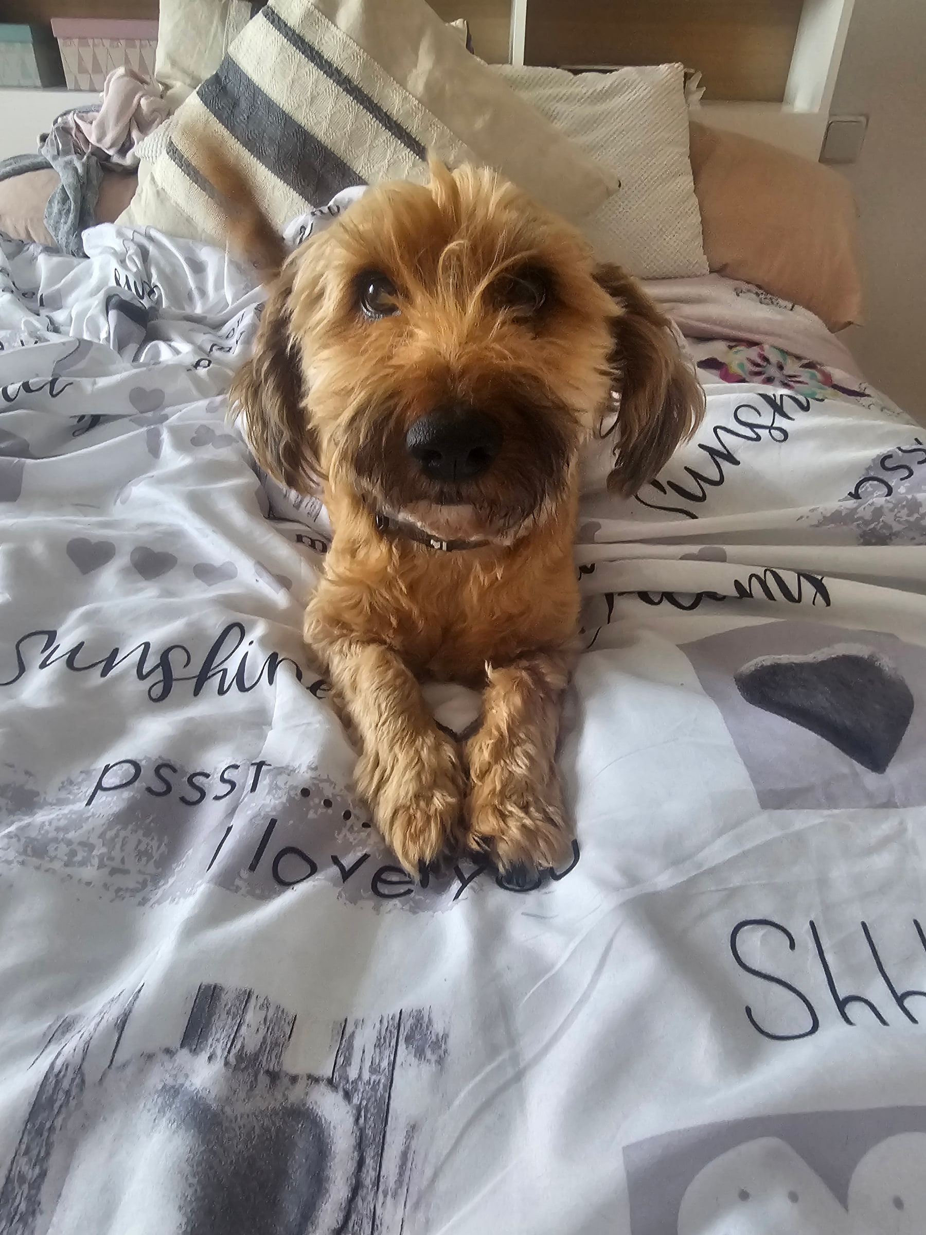 Kovu