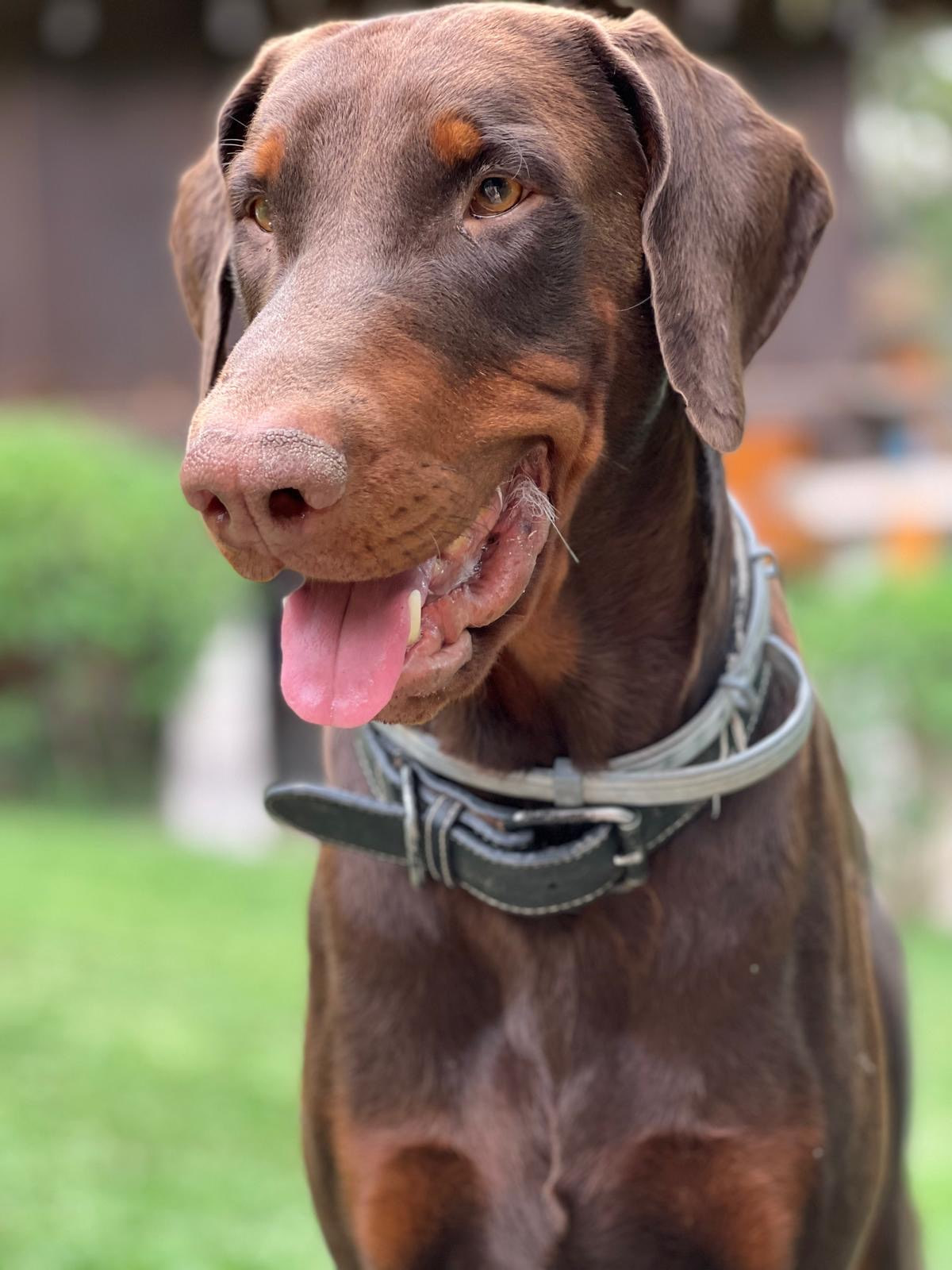 Enzo