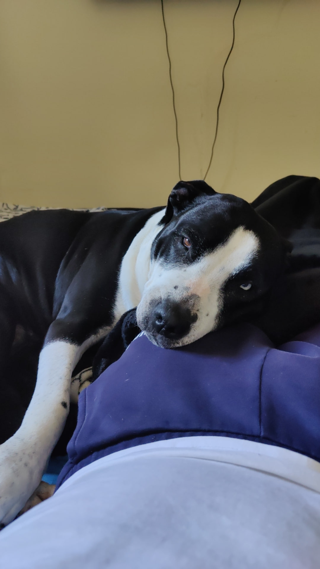 Nala
