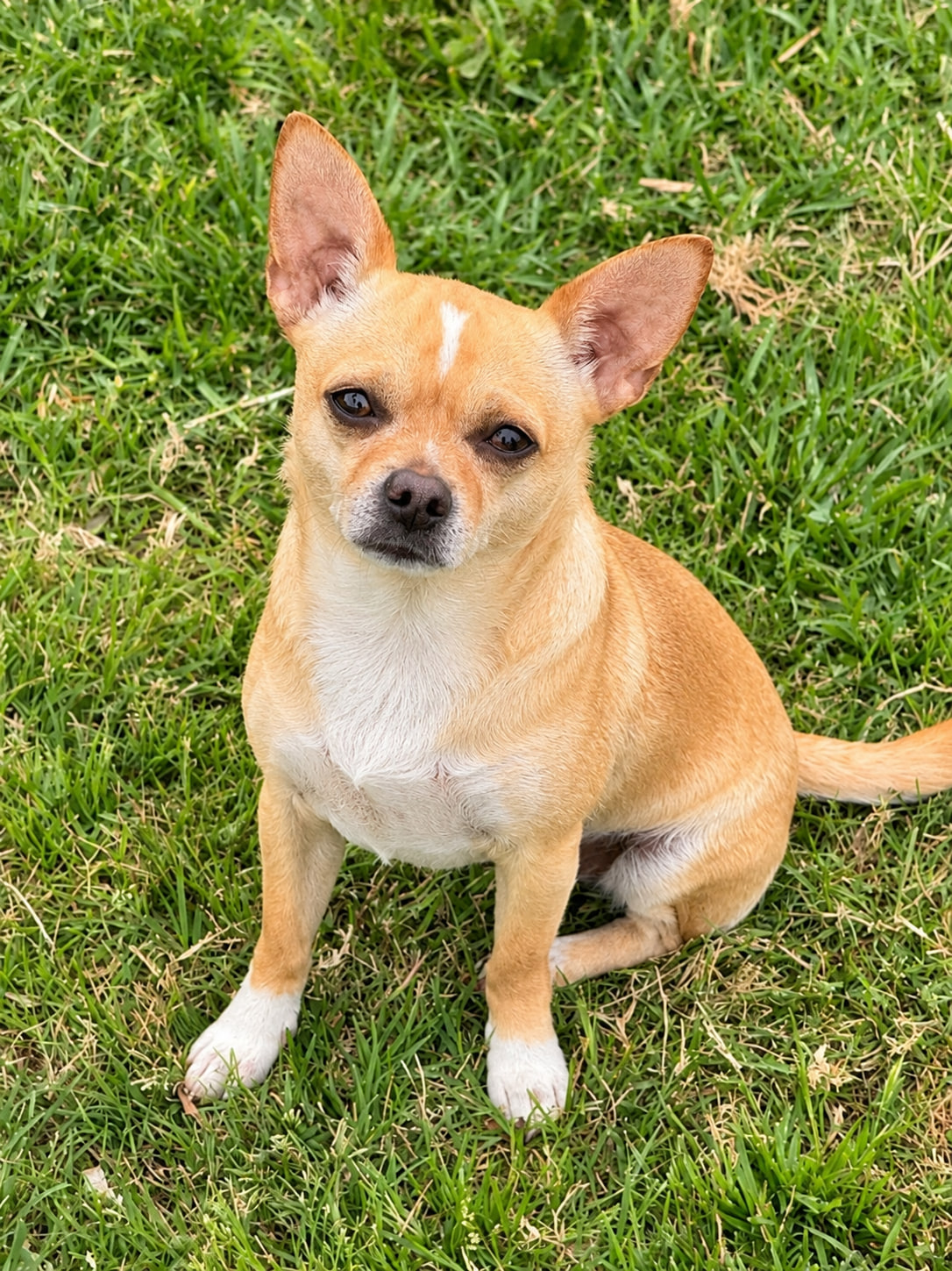Canelo