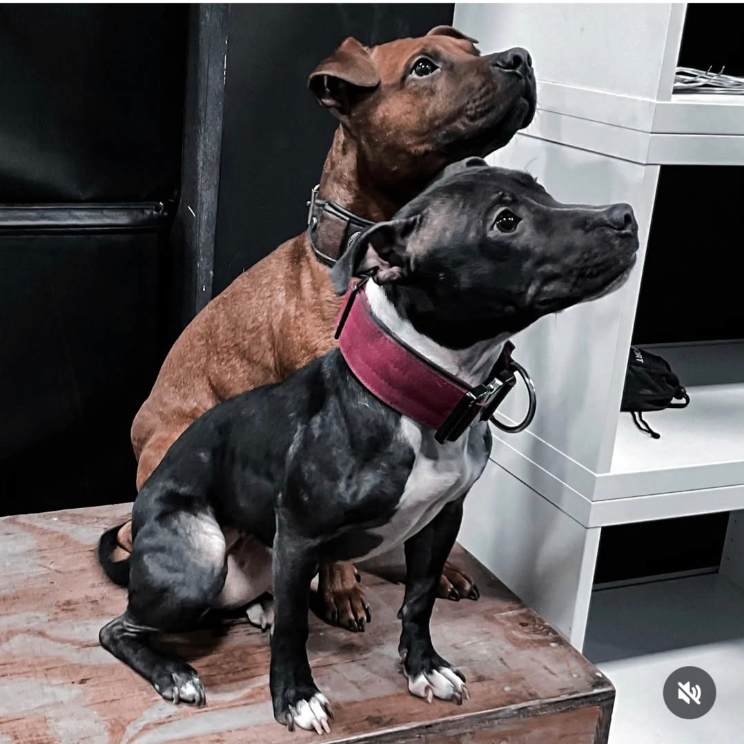 Muggsy and lolo