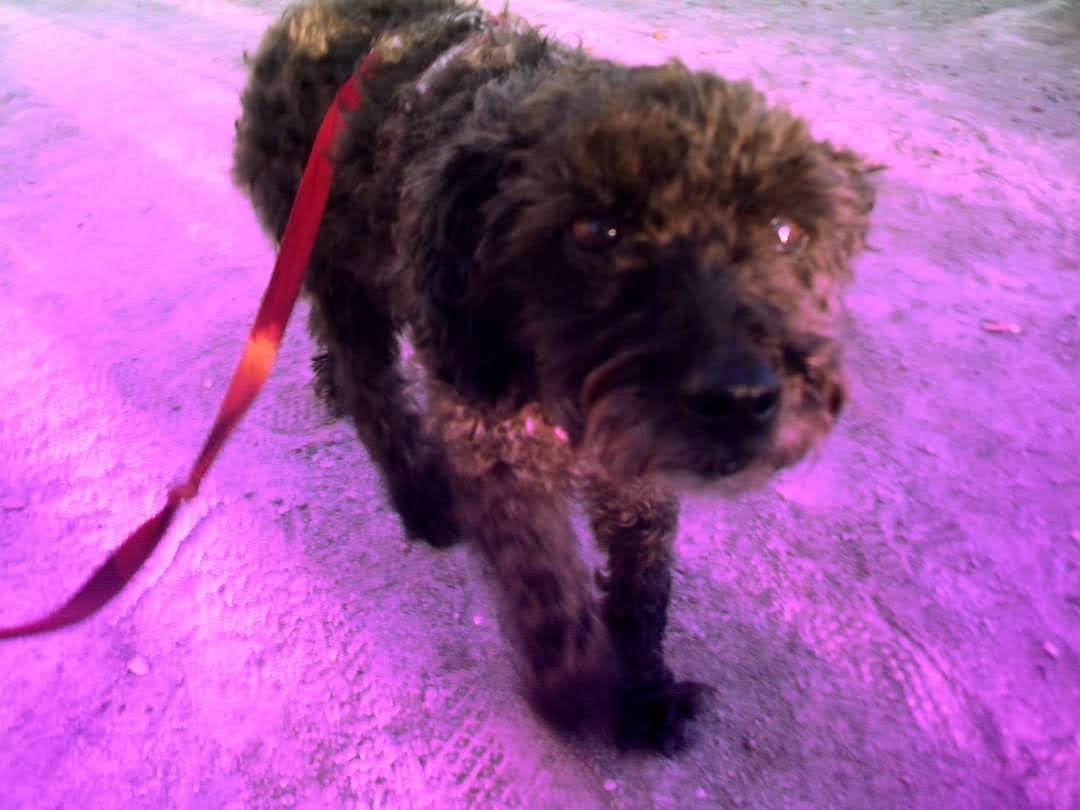 Chispi