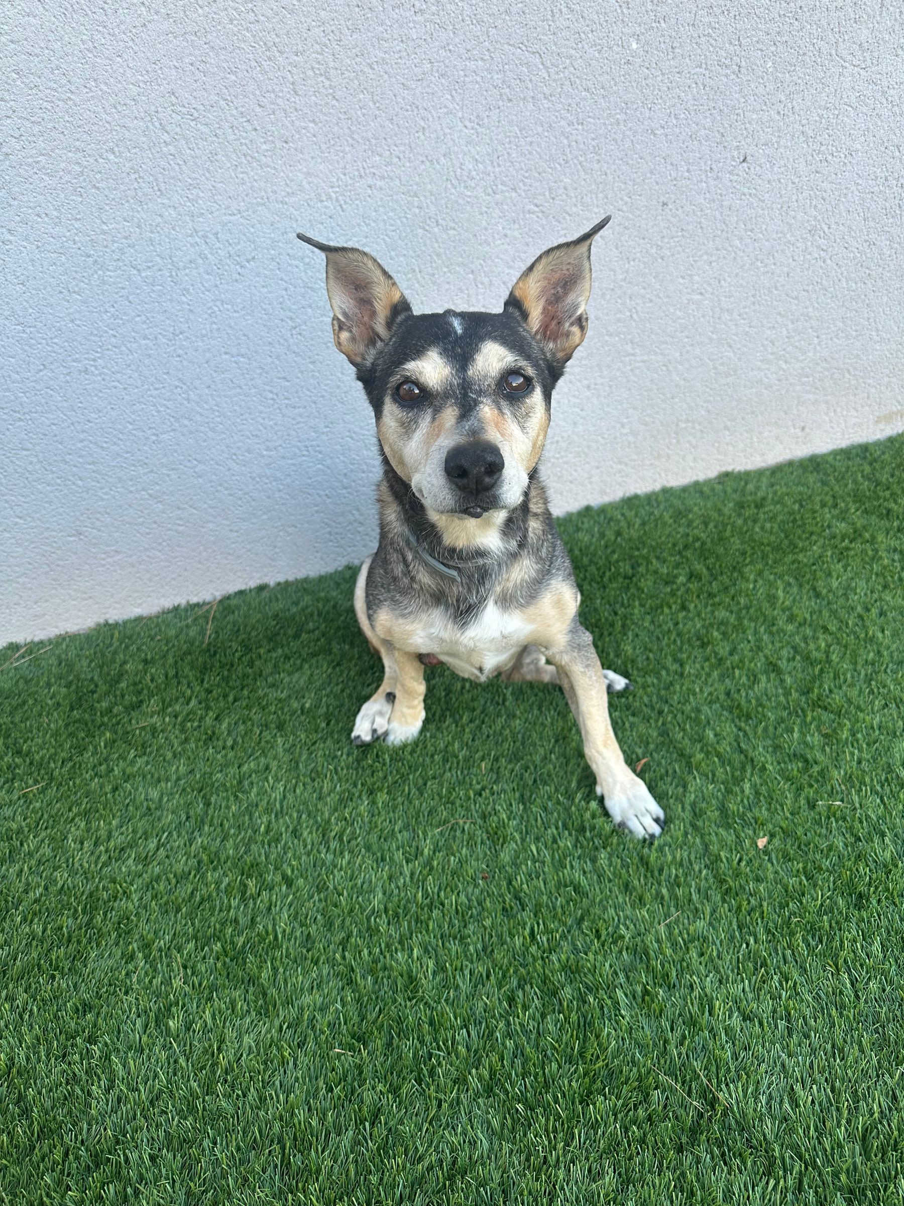Laila