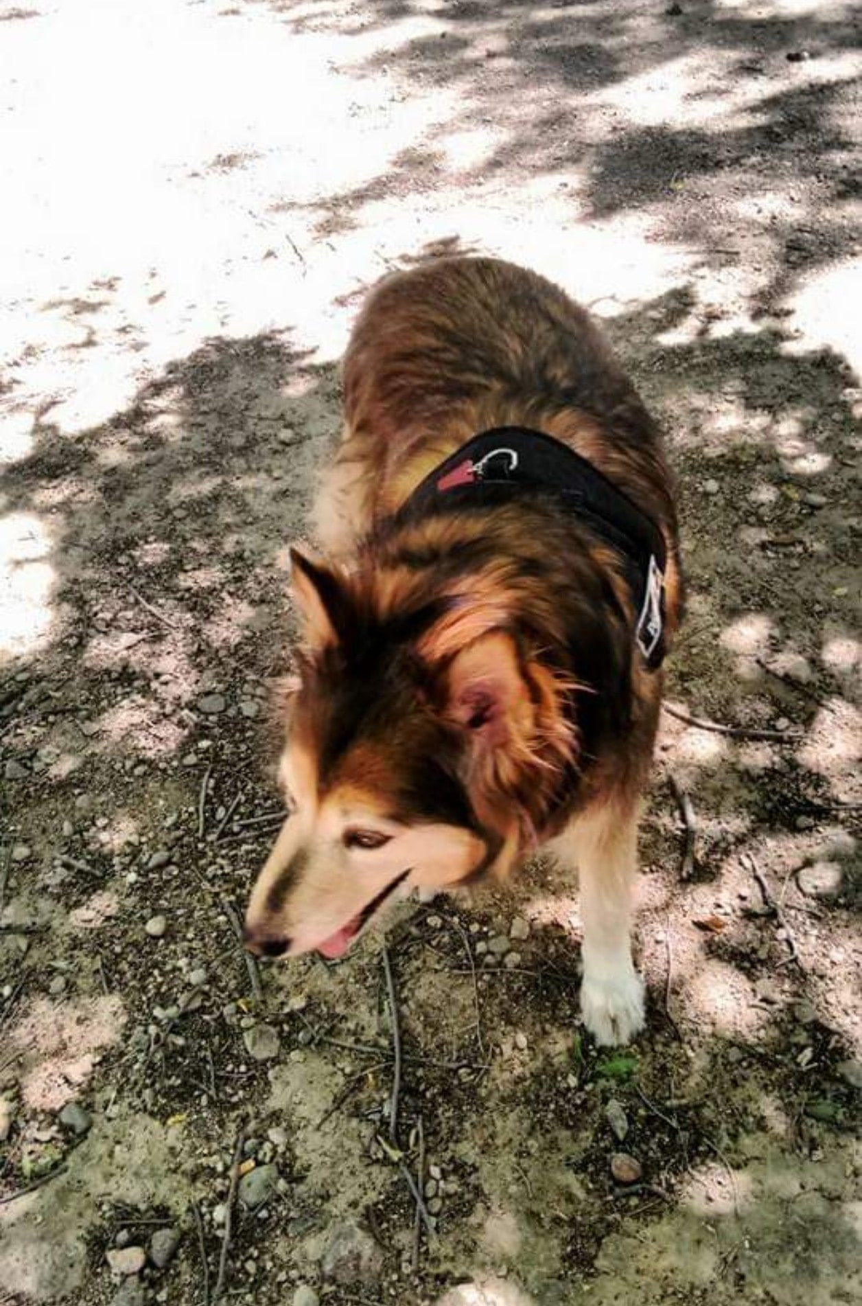 Maggie
