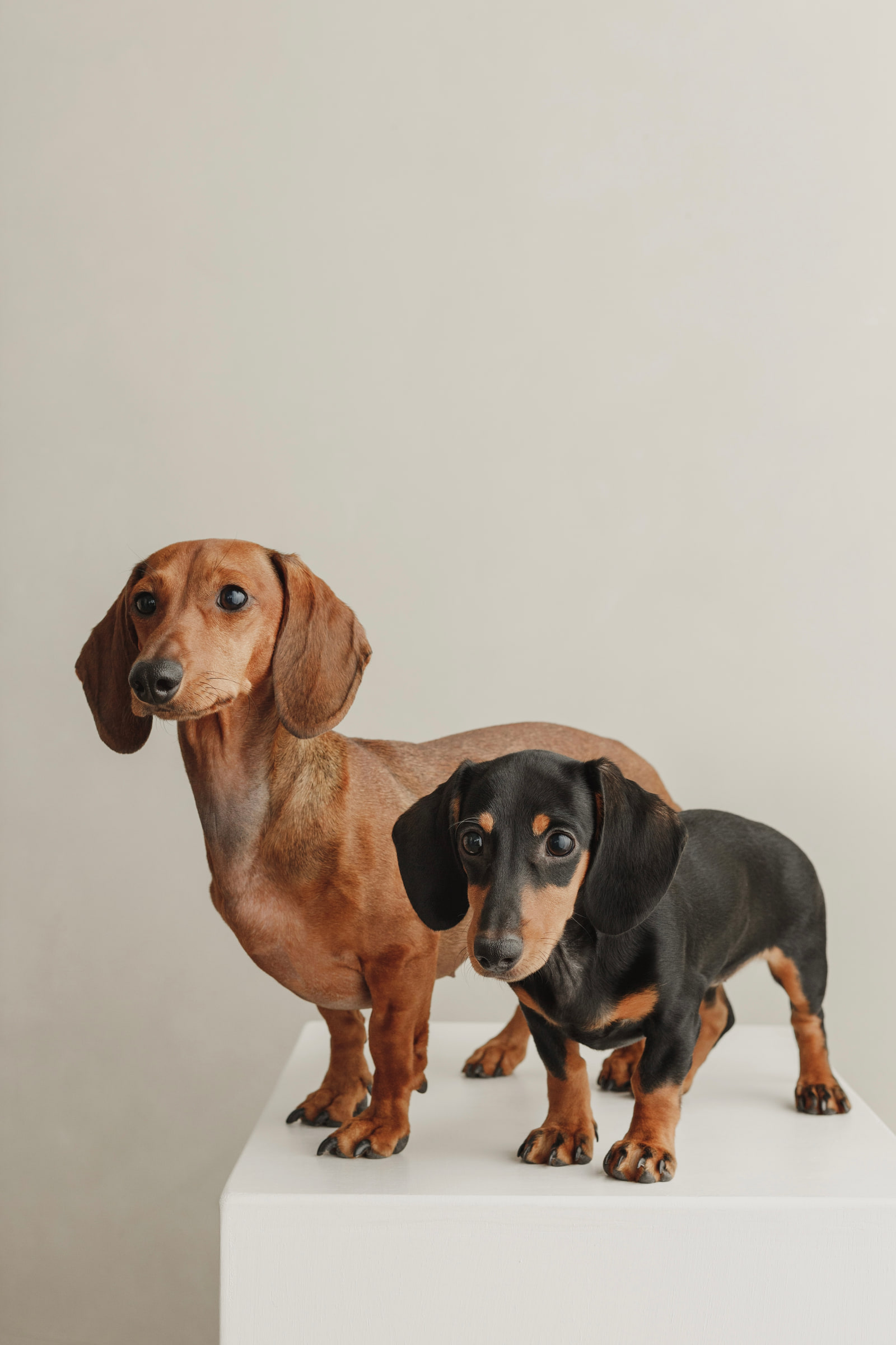Lola y Gala