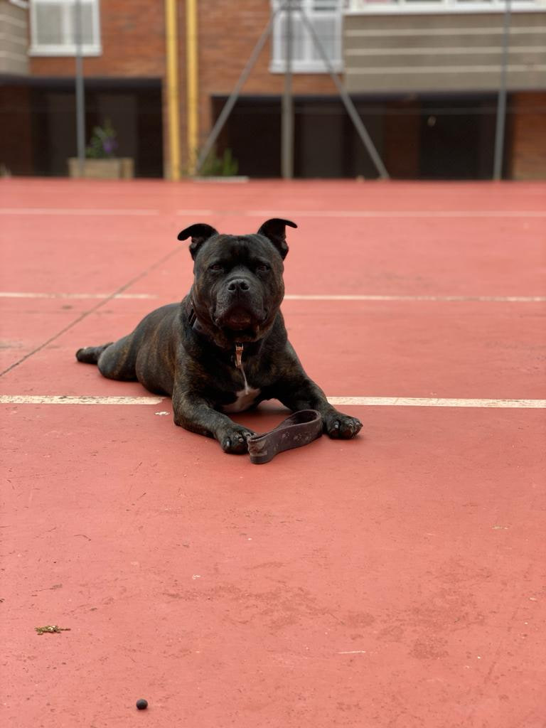 Golfo