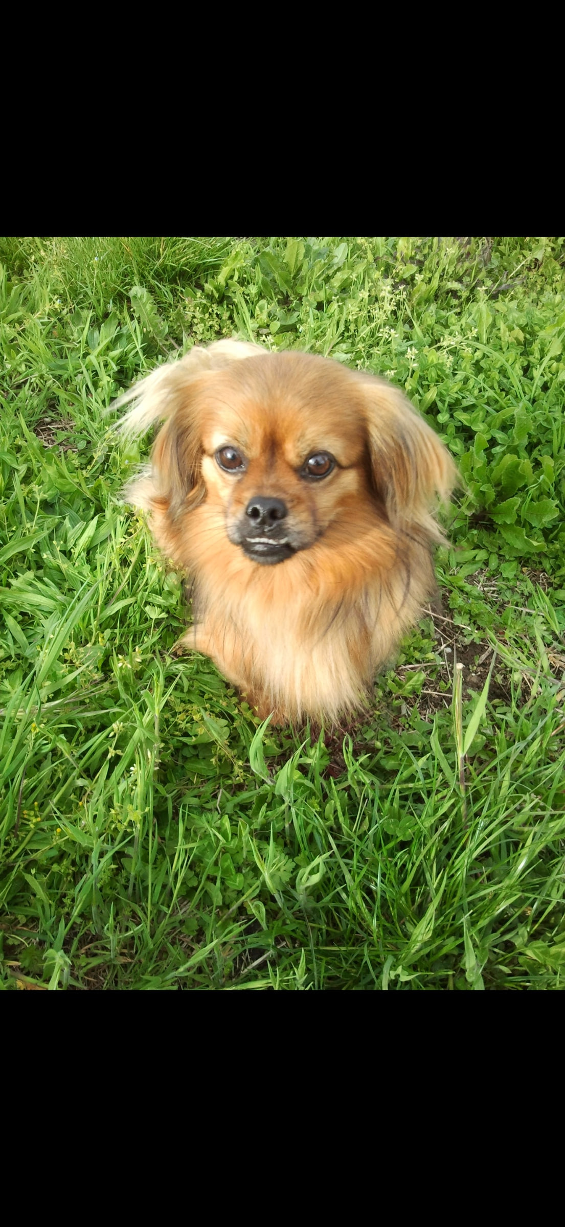 Gizmo
