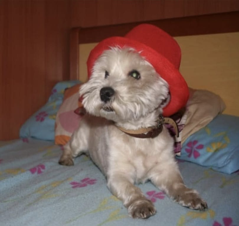 Bruno