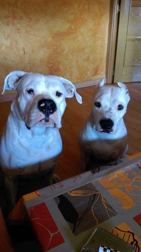 Luna y Danco