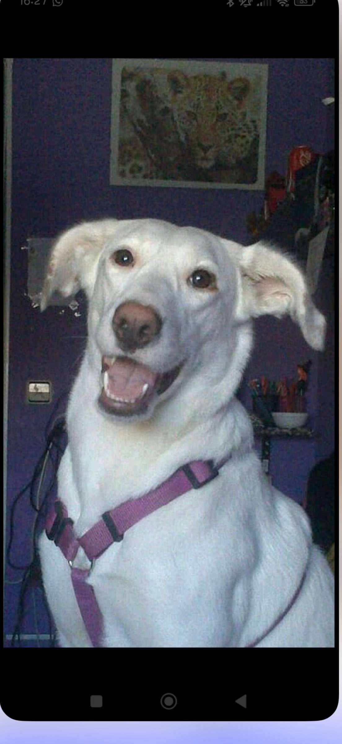 Kiara