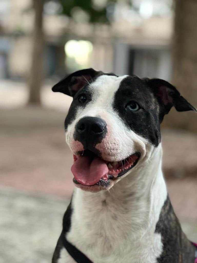 Arya